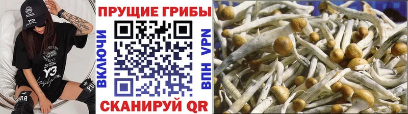 Псилоцибиновые грибы Psilocybe  блэк спрут как зайти  Снежинск 